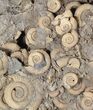 Wide Dactylioceras Ammonite Cluster - Germany #63330-1